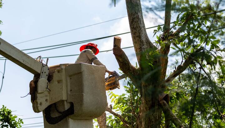 Tree care and maintenance services in Kalamazoo