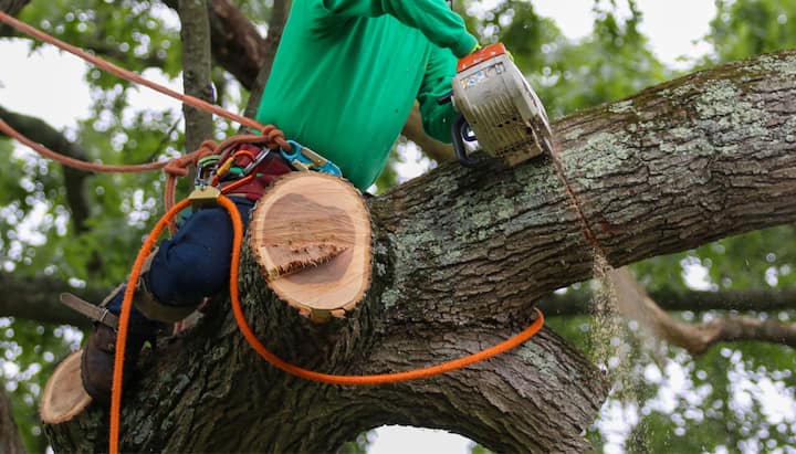 A team of workers removing a large tree from a residential property in Kalamazoo, with ropes and pulleys to guide the tree's fall