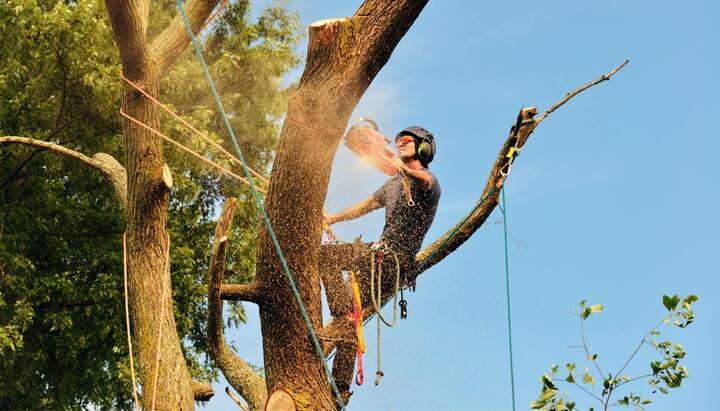 Tree removal contractors in Kalamazoo
