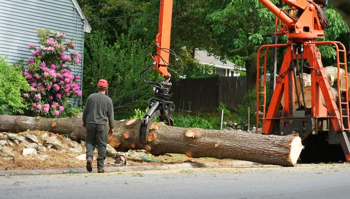 Tree removal services in Kalamazoo