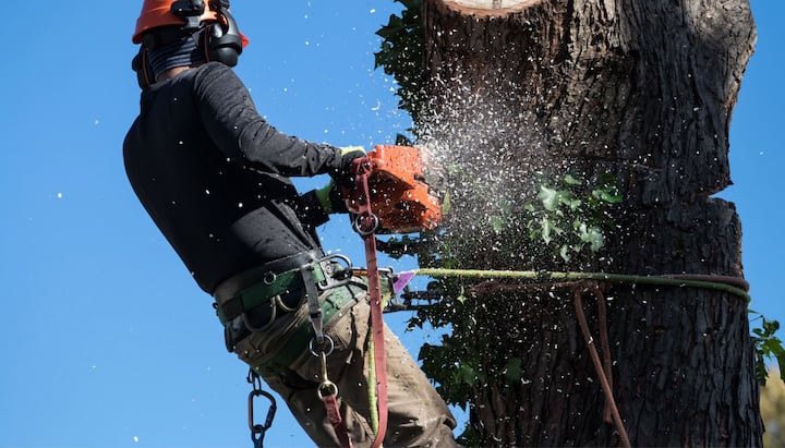 Tree removal solutions in Kalamazoo